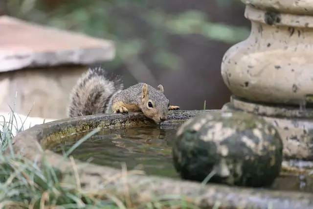 Rodent Control