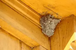 rodent-control-640x480-70861298.jpeg