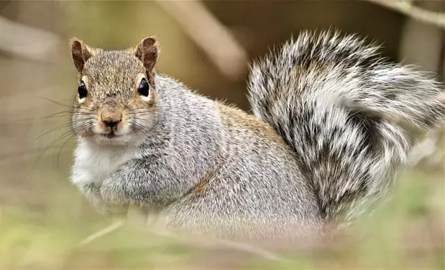 Rodent Control