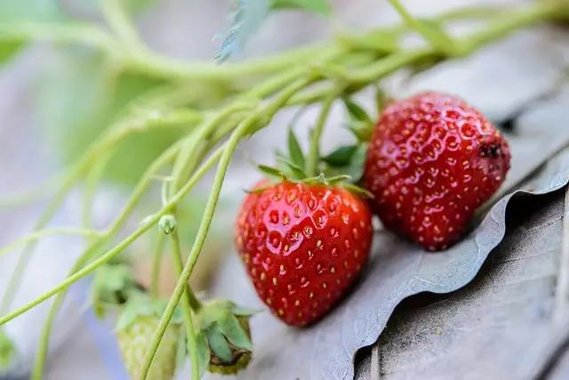 Strawberry Rosin Gummies
