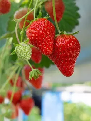 strawberry-rosin-gummies-640x480-93495013.jpeg