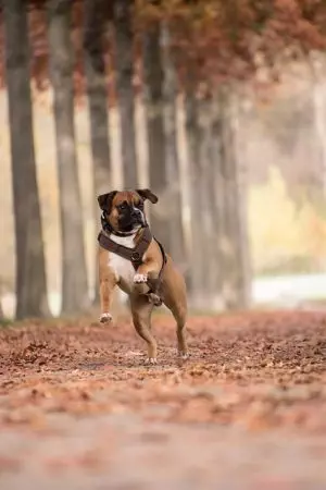 tactical-dog-harness-640x480-38031499.jpeg