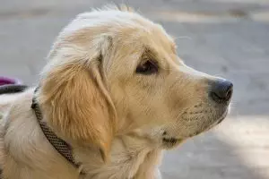 tactical-dog-harness-640x480-44496315.jpeg