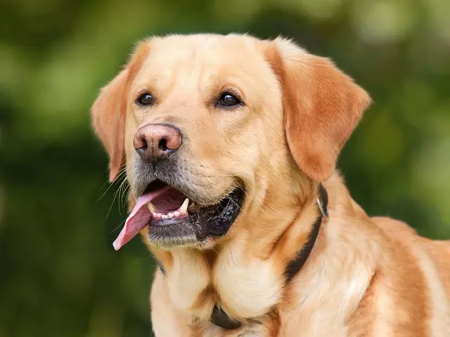 tactical dog harness