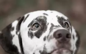 tactical-dog-harness-640x480-66039315.jpeg