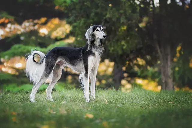 tactical dog harness