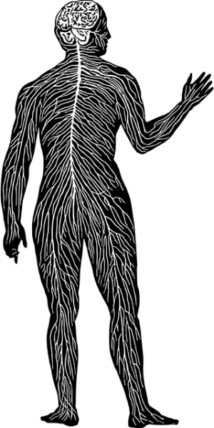 understanding-the-endocannabinoid-system-640x480-4130803.png