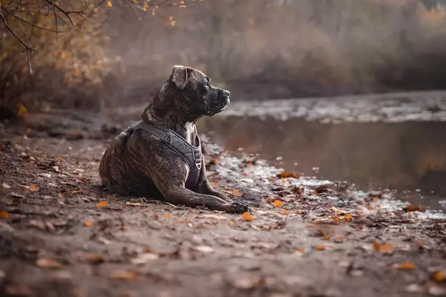 Programmable Cooling Units: Air Conditioned Dog Houses of the Future