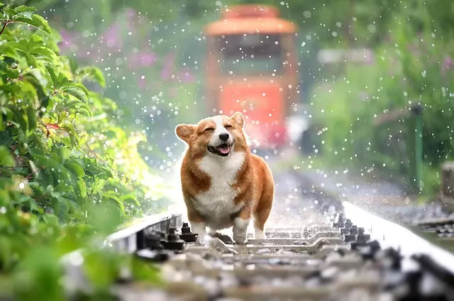 air conditioned dog house