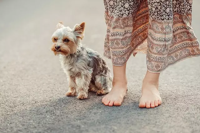 Cooling Pets Safely: AC Dog Houses and Efficient Systems