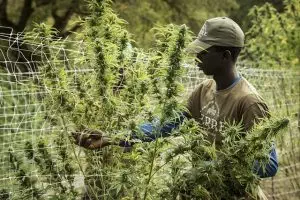 best-cbd-edibles-640x480-51720123.jpeg