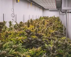 cbd-pain-relief-cream-640x480-64163451.jpeg