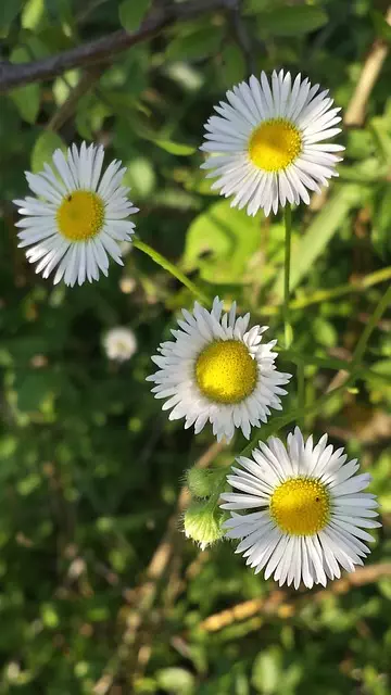 Delta-8 THC Near Me