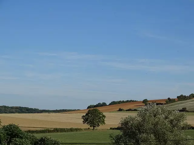 Delta-8 THC Near Me