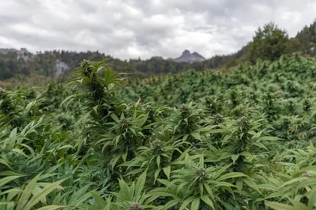 Full Spectrum CBD Tincture