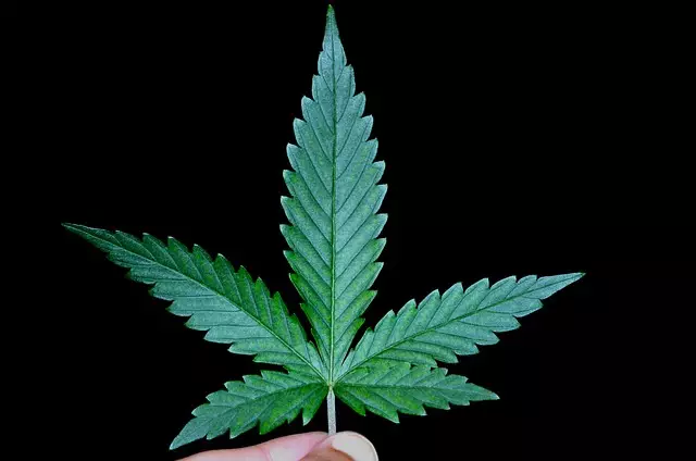Full Spectrum Hemp Oil