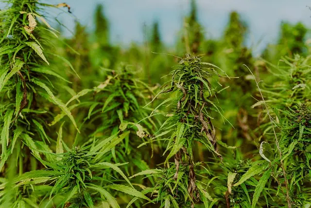 full-spectrum-hemp-oil-640x480-86749799.jpeg