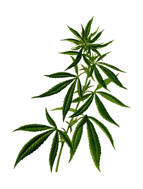 GLP-1 drugs