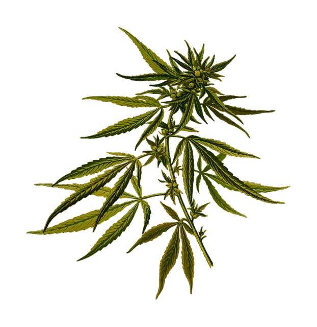 GLP-1 drugs