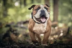heated-dog-house-640x480-349522.jpeg