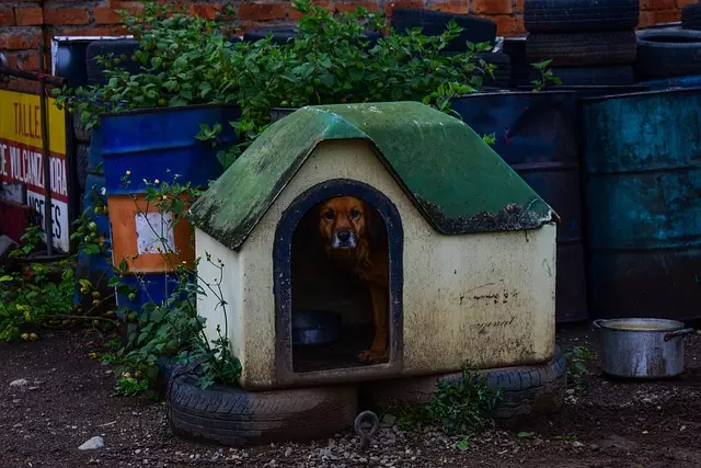 heated dog house