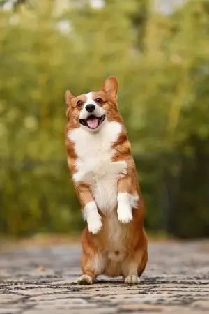 heated-dog-house-640x480-4416236.jpeg