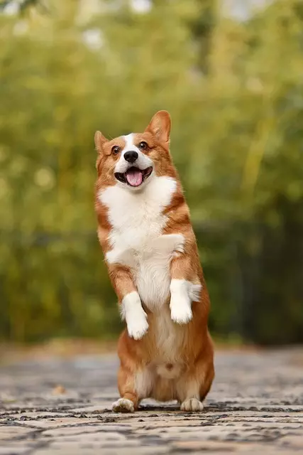 heated-dog-house-640x480-4416236.jpeg