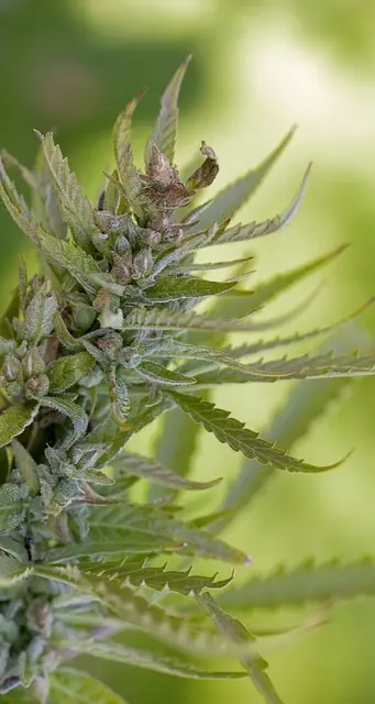 Hemp Terpenes for Sale