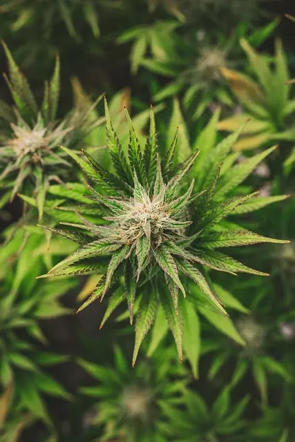 Hemp Terpenes for Sale