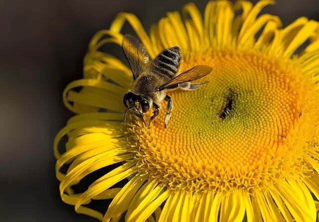 insect control services