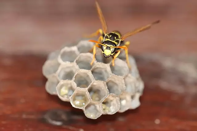 insect control services