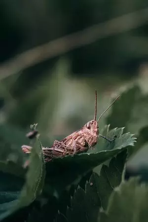 insect-control-services-640x480-71276664.jpeg