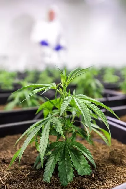 Mint Flavored CBD Tincture
