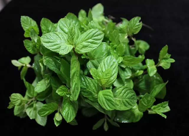 Mint Flavored CBD Tincture