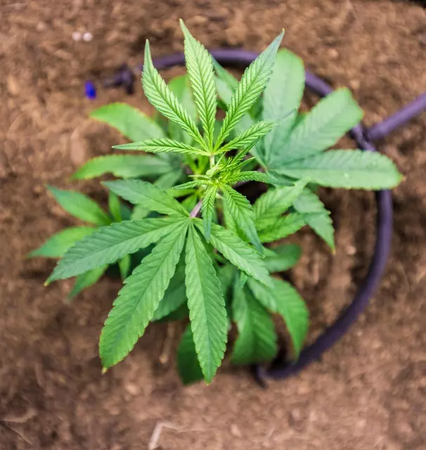 Mint Flavored CBD Tincture