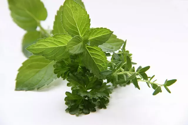 Mint Flavored CBD Tincture