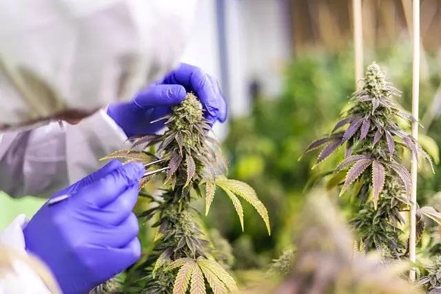 mint-flavored-cbd-tincture-640x480-69013.jpeg