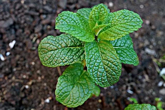 Mint Flavored CBD Tincture