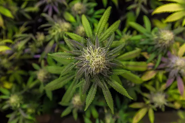 Mint Flavored CBD Tincture