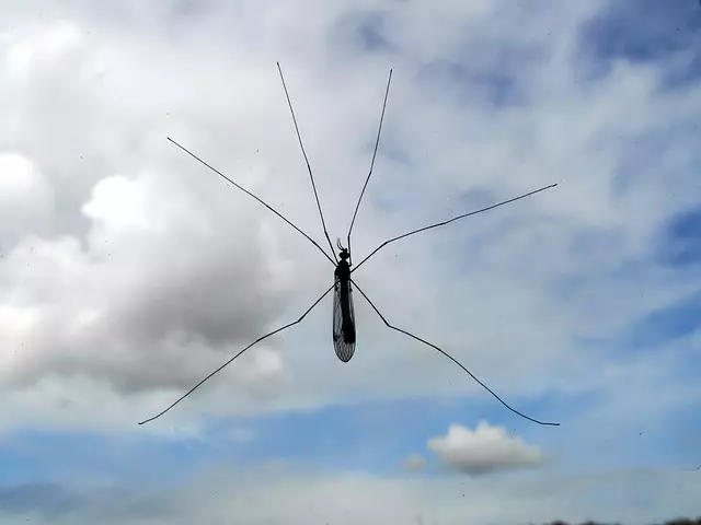 Mosquito Control