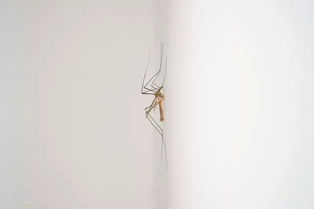 Mosquito Control