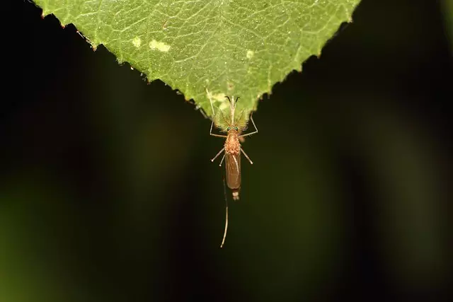 Mosquito Control
