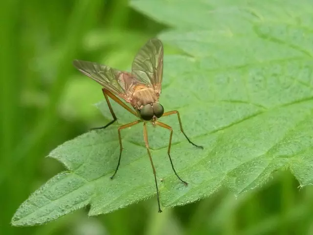 Mosquito Control