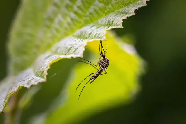 Mosquito Control