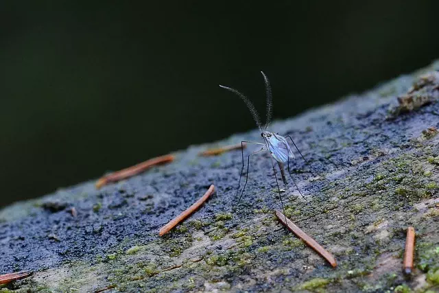 mosquito-control-640x480-62308389.jpeg