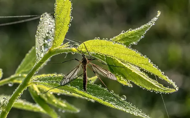 mosquito-control-640x480-78355403.jpeg