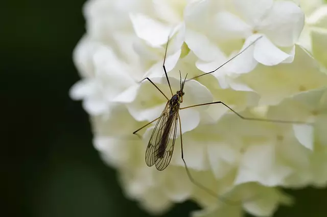 mosquito-control-640x480-87062608.jpeg