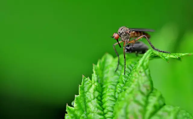 Mosquito Control