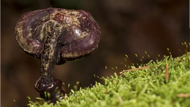 Mushroom Gummies for Focus