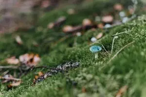 mushroom-gummies-for-focus-640x480-17153043.jpeg
